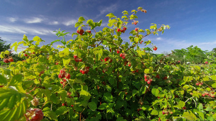 raspberry bush raspberries - Powered by Adobe