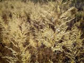 gold desert wheat