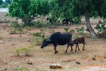 Fototapeta premium calf sucks milk from the buffalo mom in savannah on sri lanka