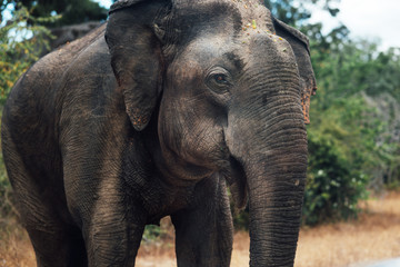 Fototapeta premium Elephant in the forest