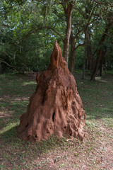 Fototapeta premium Big anthill with colony of ants in the woods.