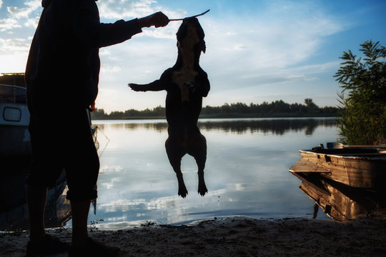 Man training his dog