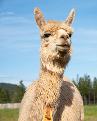 Fototapeta premium Smiling White Alpaca 
