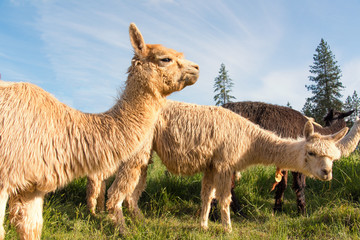 Fototapeta premium Three Alpacas Grazing in the Pasture under a Beautiful Blue Sky