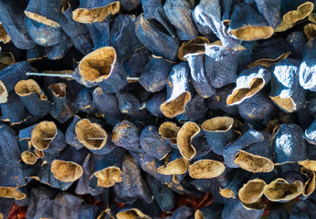 dried eggplant, pepper and zucchini