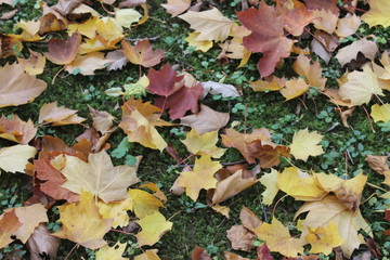 Fototapeta na wymiar Herbstblätter