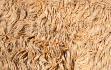 Close-up of Alpaca Fiber