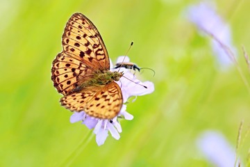 Orange and black spotted butterfly with open wings, Brenthis ino, and a little bug sitting on violet flower in a meadow, sunny summer day, blurry green grass background, copy space