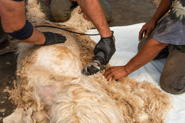 Alpaca Getting Sheared