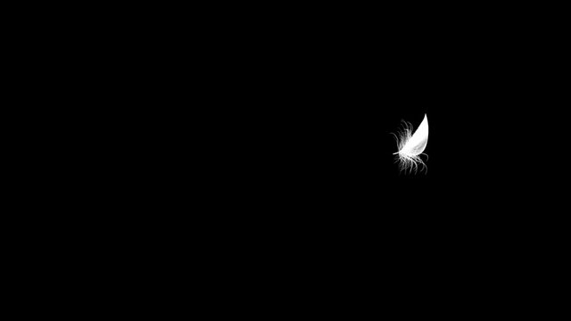 4K. Flying Feather On Black Background. Seamless Looping. 3D Animation. Ultra High Definition. 3840x2160.