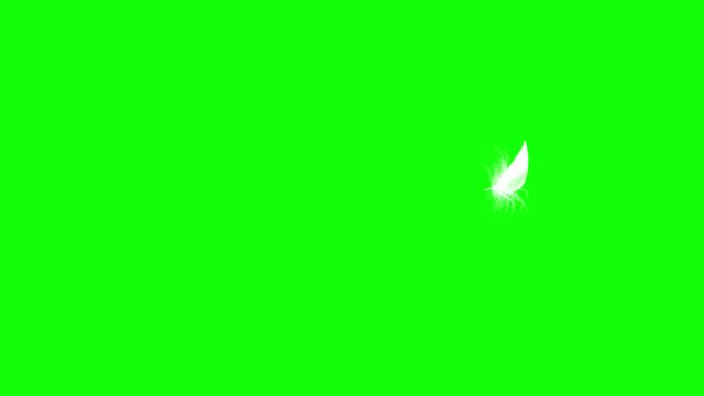 4K. Flying Feather. Green Screen. Seamless Looping. 3D Animation. Ultra High Definition. 3840x2160.