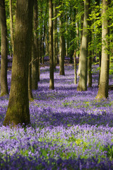 Bluebell wood in UK