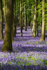 Crédence de cuisine en verre imprimé Lavende Bois Bluebell au Royaume-Uni