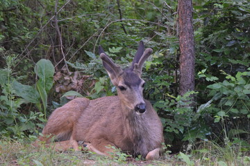 Bedded mule deer buck in velvet 