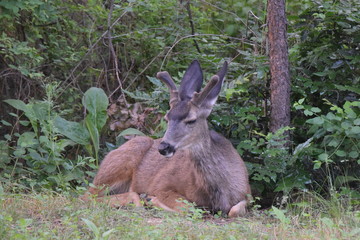 Bedded mule deer buck resting