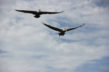 Emprendiendo el Vuelo