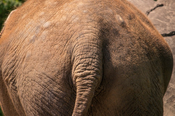 elephant butt at the zoo
