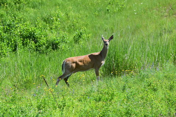 White tail deer in field 