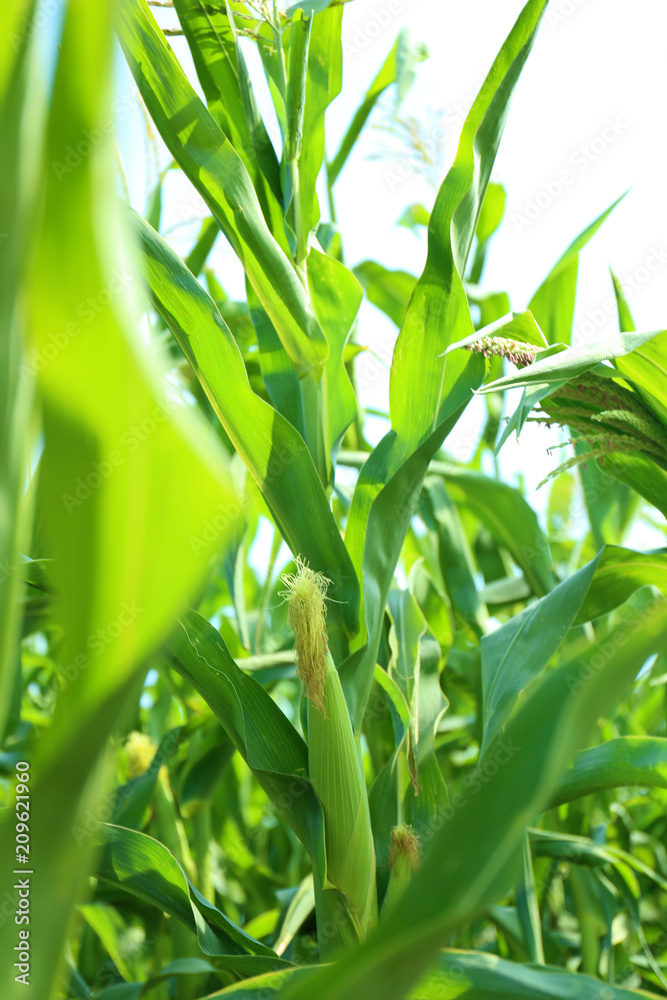 Canvas Prints Young corn cobs on plant in field