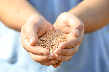 Man holding handful of wheat grains