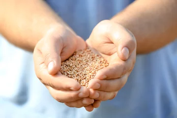Stof per meter Man holding handful of wheat grains © Africa Studio