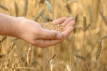 Fotobehang Man holding wheat grains in field © Africa Studio