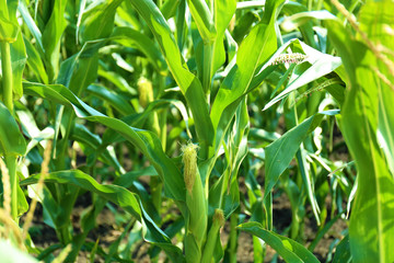 Young corn cobs on plant in field