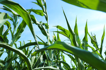 Maize growing in field