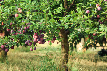 Fototapeta na wymiar Delicious ripe plums on tree branches in garden