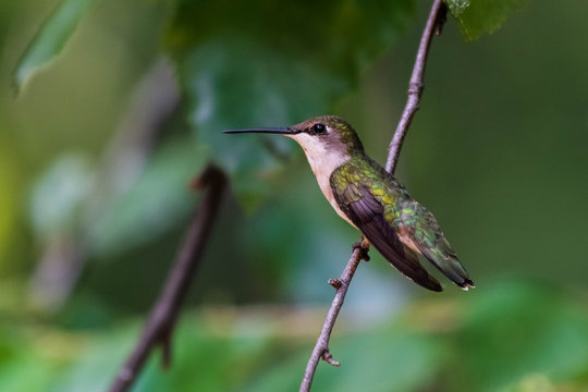 Female Ruby-throated Hummingbird