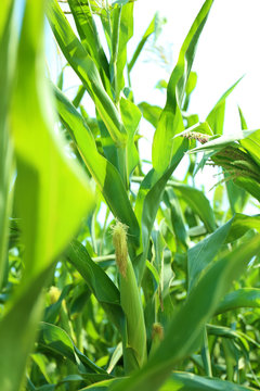 Young corn cobs on plant in field