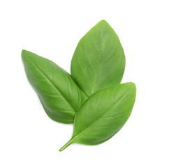 Fresh green basil leaves on white background