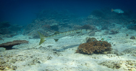 Barracuda resting at the bottom on Lady Elliot Island on the Great Barrier reef in Australia.