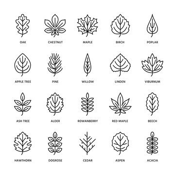 Autumn leaves flat line icons. Leaf types, rowan, birch tree, maple, chestnut, oak, cedar pine, linden,guelder rose. Thin signs of nature plants Editable Strokes