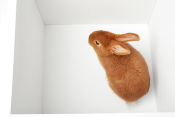 Adorable brown bunny inside of white box