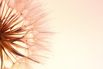 Dandelion seed head on color background, close up