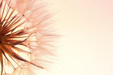 Dandelion seed head on color background, close up