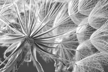 Fototapety  Głowa nasion mniszka na szarym tle, z bliska. Czarno-biały efekt