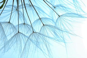 Dandelion seeds on color background, close up