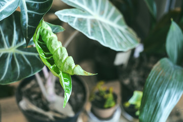 Close up of beautiful green tropical leafs in home interior. Modern lifestyle - home garden.   