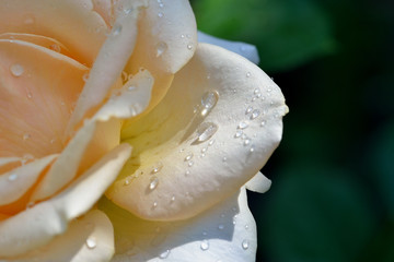 water drops on rose
