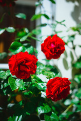 Red roses buds with white house in background. Lueneburg, Germany