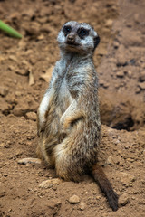 Fototapeta premium Meerkats, you just have to love them.