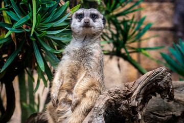 Fototapeta premium Meerkats, you just have to love them.