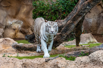 White Tigers in action.