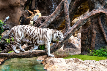 Fototapeta na wymiar White Tigers in action.
