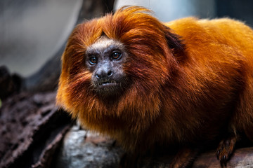 Marmoset monkeys, they do not look like forest gnomes and come from South America.