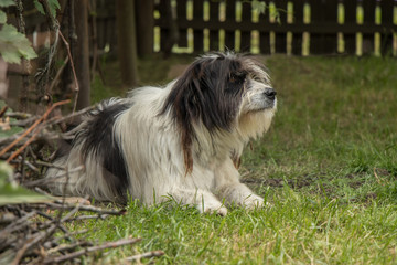 Mioritic dog of romania