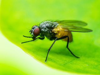 Exotic Drosophila Fruit Fly Diptera Insect on Plant Leaf