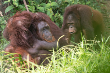 Orangutan - Malaysia